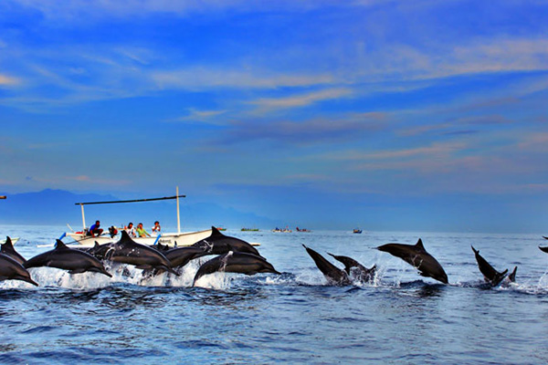 Bali Dolphins Tour - Surya Fishing Tour Sanur