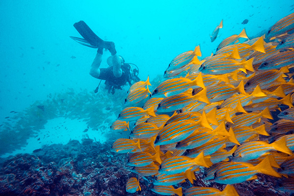 Bali Dive Sites - Sanur